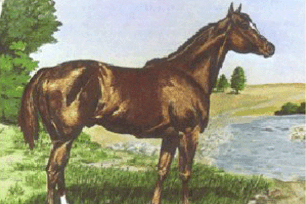 Janus - first Quarter Horse